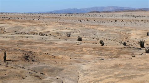 Newfound desert soil community lives on sips of fog | Science News for Students