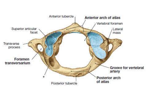 atlas craniaal Diagram | Quizlet