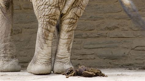 Giant Animals' Poop Makes the World Go Round | Mental Floss