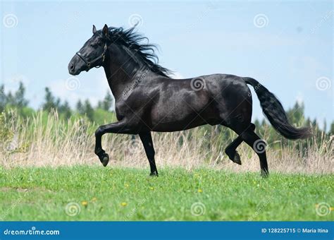 Raven Horse Stock Photos - Download 319 Royalty Free Photos