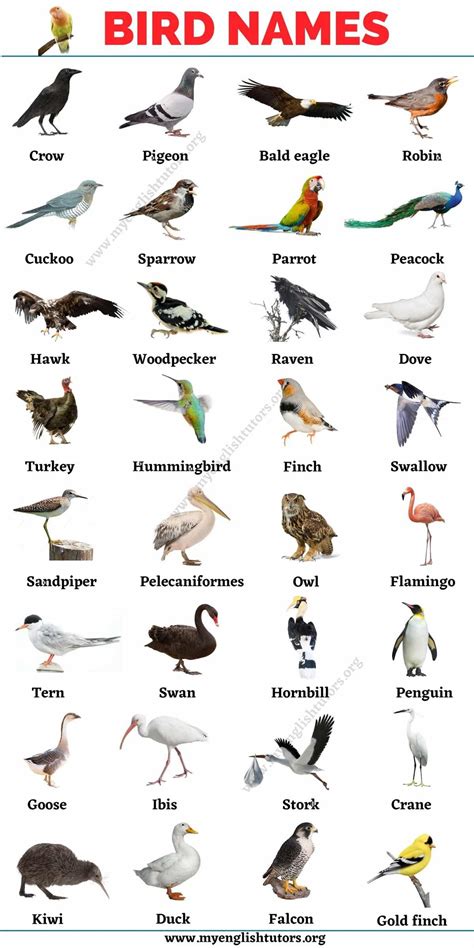 Birds vocabulary with video | Animals name in english, Animals name ...