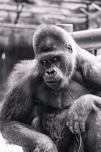 Portrait Of A Gorilla In Black And White With Blur Background Stock ...