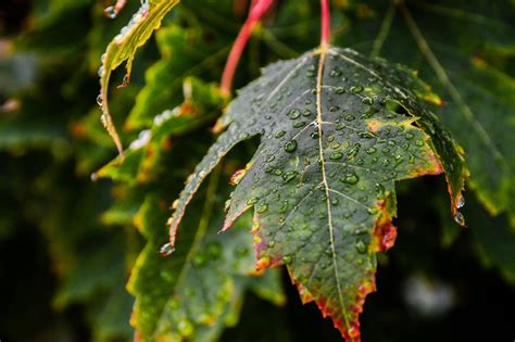 #4584758 #nature, #leaves, #water drops, #macro, wallpaper | Mocah HD Wallpapers