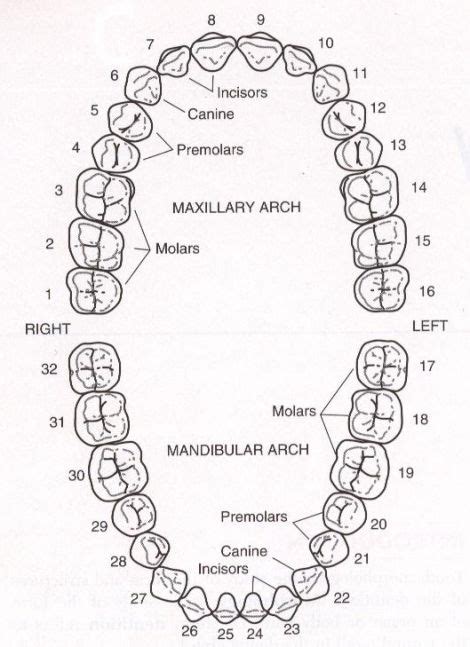 Did you know? That a majority of the population has four wisdom teeth, numbered 1,16 ,17 and 32 ...