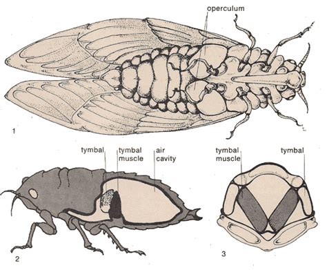 Cicada Info - The Cicada Haiku