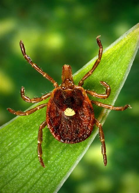 'Lone Star' tick bites can turn you off red meat | CTV News