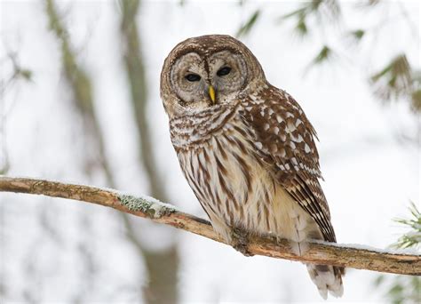 How to bar barred owls | Save the Redwoods League