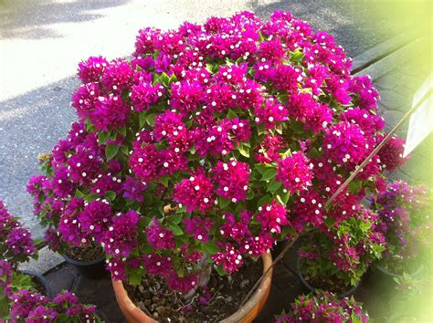 SF Landscape & Gardens: MINI BOUGAINVILLEA