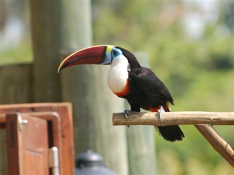 The Online Zoo - White-throated Toucan