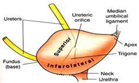 Docs Network: Pelvis And Perineum