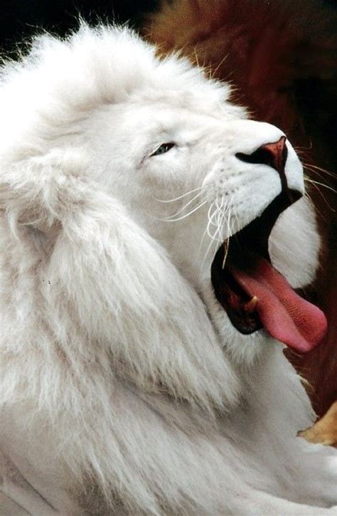 281 best images about Albino Animals on Pinterest