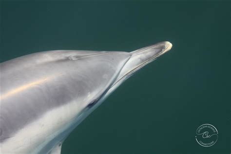 Common dolphins - Cetacean Science Connections