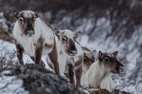 Arctic Wildlife in Greenland – from marine mammals to polar bears - [Visit Greenland!]