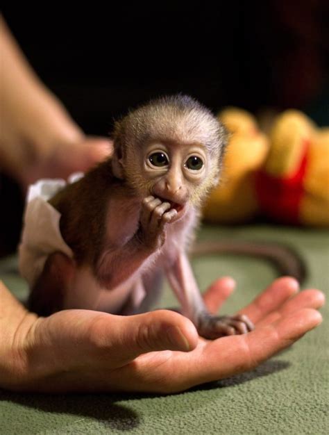 Baby monkey wears tiny diapers, feeds from bottle