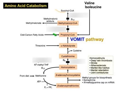 amino acid catabolism - enzymes Diagram | Quizlet