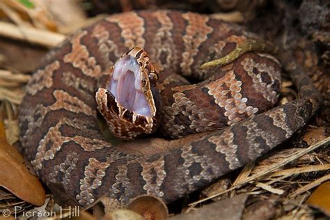 Florida Cottonmouth (Agkistrodon piscivorus conanti) | Venomous animals, Reptiles and amphibians ...