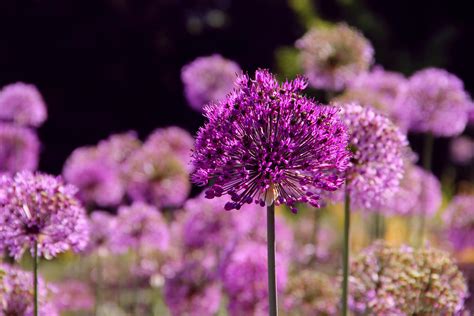 Allium Flower Care 101 | Kellogg Garden Organics™