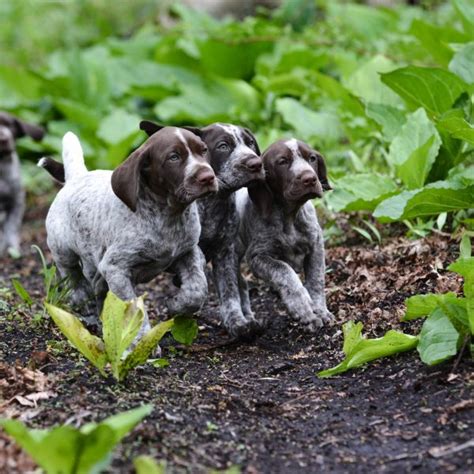 6 Fun Facts About German Shorthaired Pointers | Greenfield Puppies