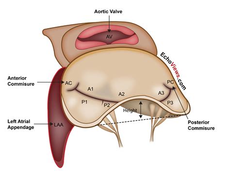 Mitral Valve Anatomy | EchoBoardsAcademy