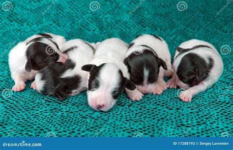 Newborn Puppies Papillon Stock Photos - Image: 17288793