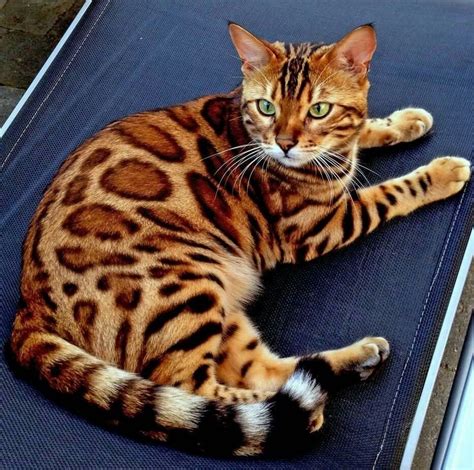 Pin by Maria Caputo on Varie | Bengal tiger cat, Bengal cat, Toyger cat