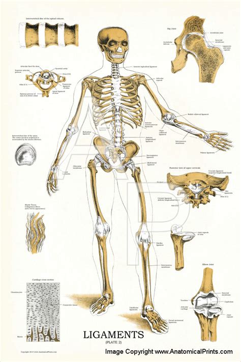 Ligaments and Joints Anatomy Chart 24 X 36