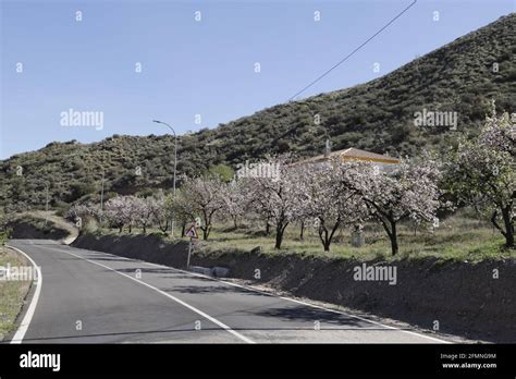 Beauty of nature, in February you can see the almond trees blooming in Andalucia, Spain Stock ...