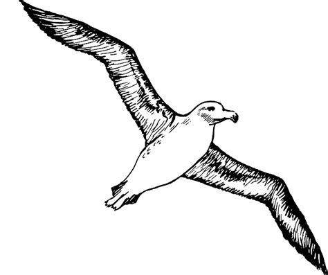 Albatross Seabirds Flying · Free vector graphic on Pixabay