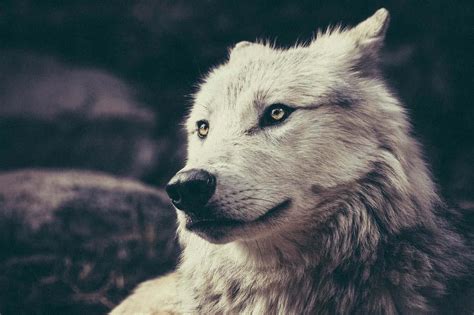 How to Embrace Being a Lone Wolf and Walk Your OWN Path ⋆ LonerWolf