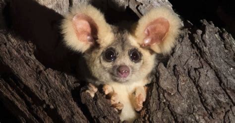 Two New Adorable Mammals Discovered In Australia