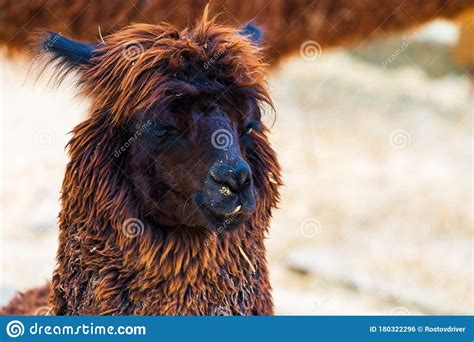 Peruvian Llama. Farm of Llama,alpaca,Vicuna in Peru,South America. Andean Animal Stock Photo ...