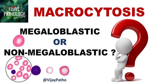 MACROCYTOSIS. Causes, Mechanism & Approach - YouTube