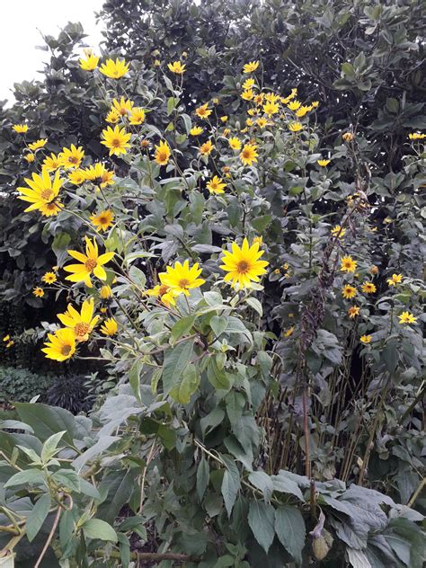 Helianthus tuberosus L. | Plants of the World Online | Kew Science