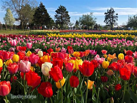 2024 Holland Michigan Tulip Festival Guide:Tulip Time Schedule, Hotels