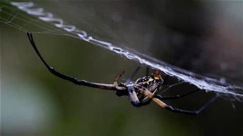 Spooky quarter-mile spider web stuns a Texas suburb | Fox News