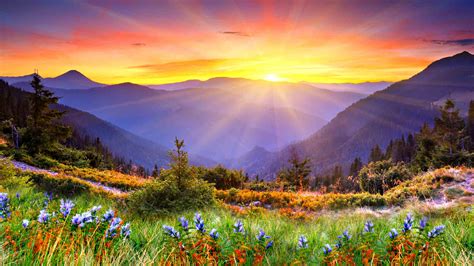 Awesome Sunset Sun Rays Forested Mountains, Beautiful Mountain Flowers ...