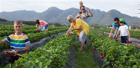 Fruit Picking in the Western Cape – Where and When to do it - TravelGround Blog