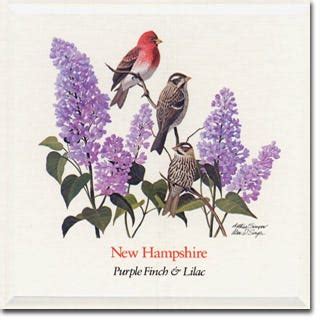 New Hampshire Native Plants, State Flower & State Bird | American Meadows