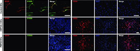 Immunostaining of NCSCs Subjected to Schwann Cell Differentiation... | Download Scientific Diagram