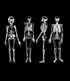 Image of skeleton body parts | CreepyHalloweenImages