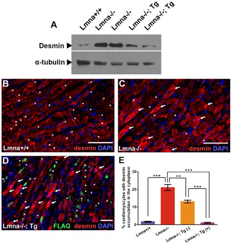 Transgenic expression of lamin A in Lmna 2/2 cardiomyocytes results in... | Download Scientific ...