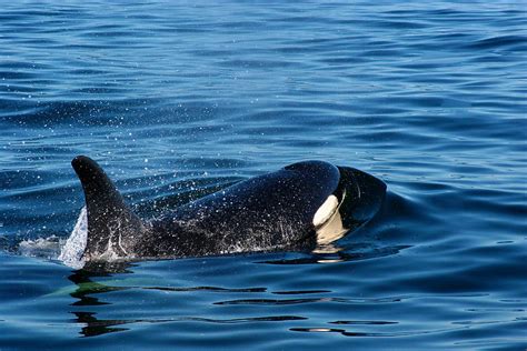 Breaching Orca Photograph by Ivan SABO - Pixels