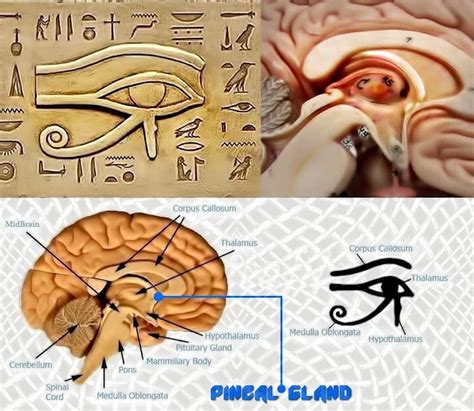 The pineal gland, also known as the "Third Eye", is a small pinecone shaped endocrine gland in ...