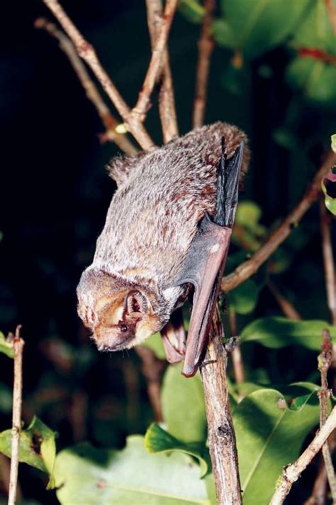 Detectors confirm presence of hoary bats on Kahoolawe | News, Sports, Jobs - Maui News