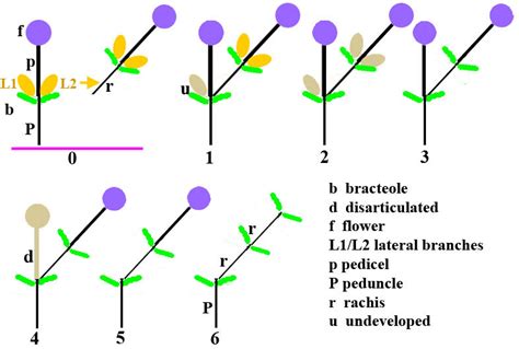 Inflorescence