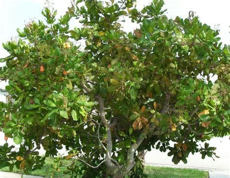 Cashew tree. Why is this an interesting tree? Cashews are the center of ...