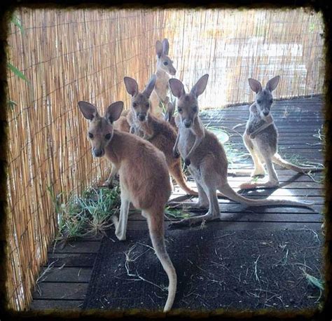 A Sanctuary for Orphaned Kangaroos Whose Mothers Have Been Hit by Cars ...