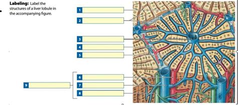 Portal Triad Diagram | Quizlet