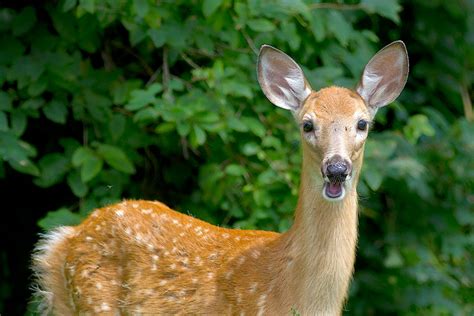 Ann Brokelman Photography: White Tailed Deer - Fawn with spots. August 2014