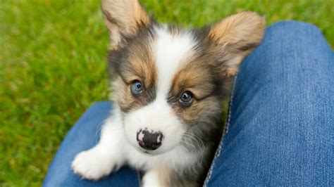 14 Beautiful Dogs With Different-Colored Eyes – SheKnows